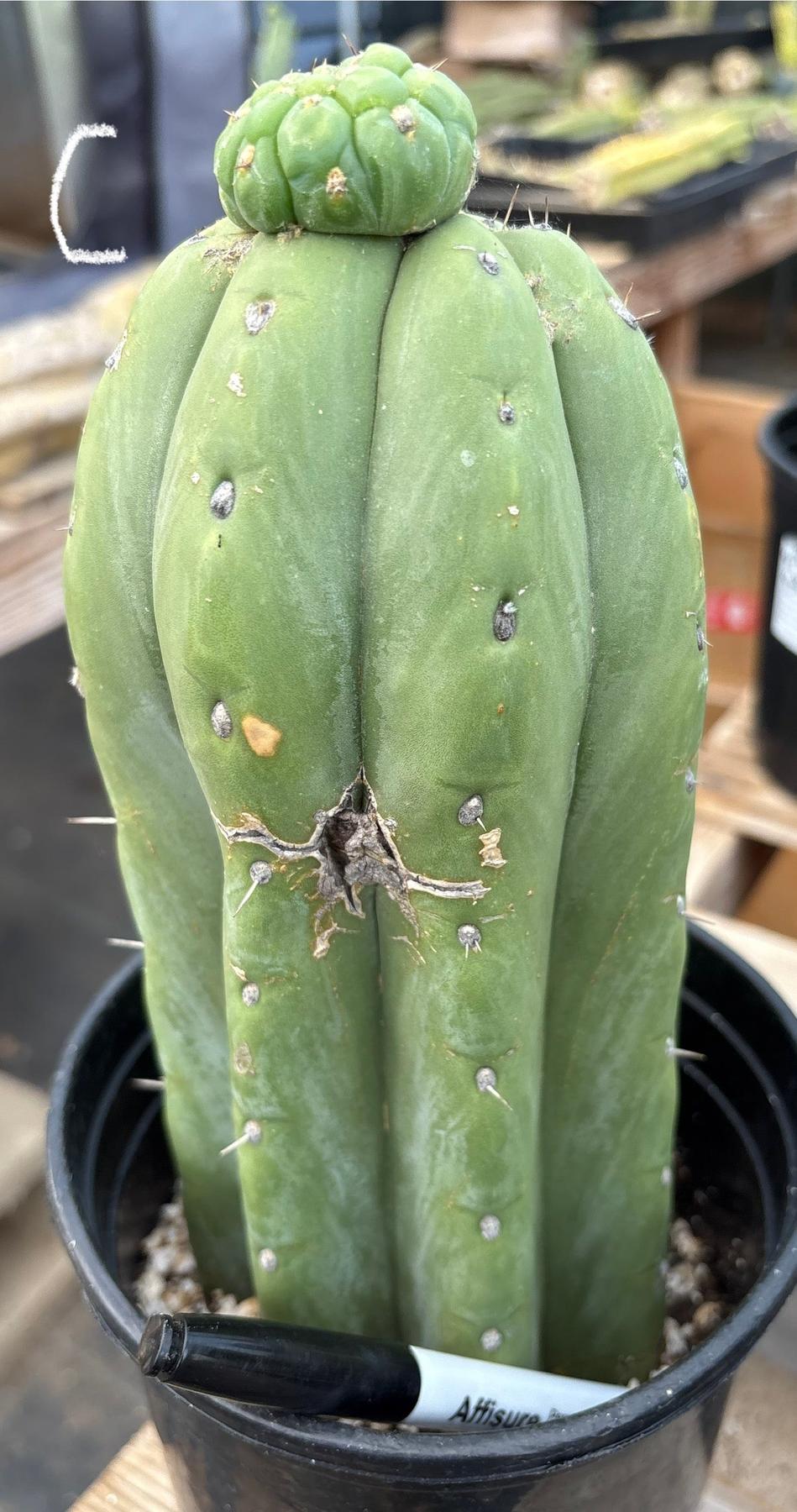 #EC296 EXACT Trichocereus Pachanoi Nuestra Bonita Cactus Potted A-D