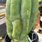 #EC296 EXACT Trichocereus Pachanoi Nuestra Bonita Cactus Potted A-D