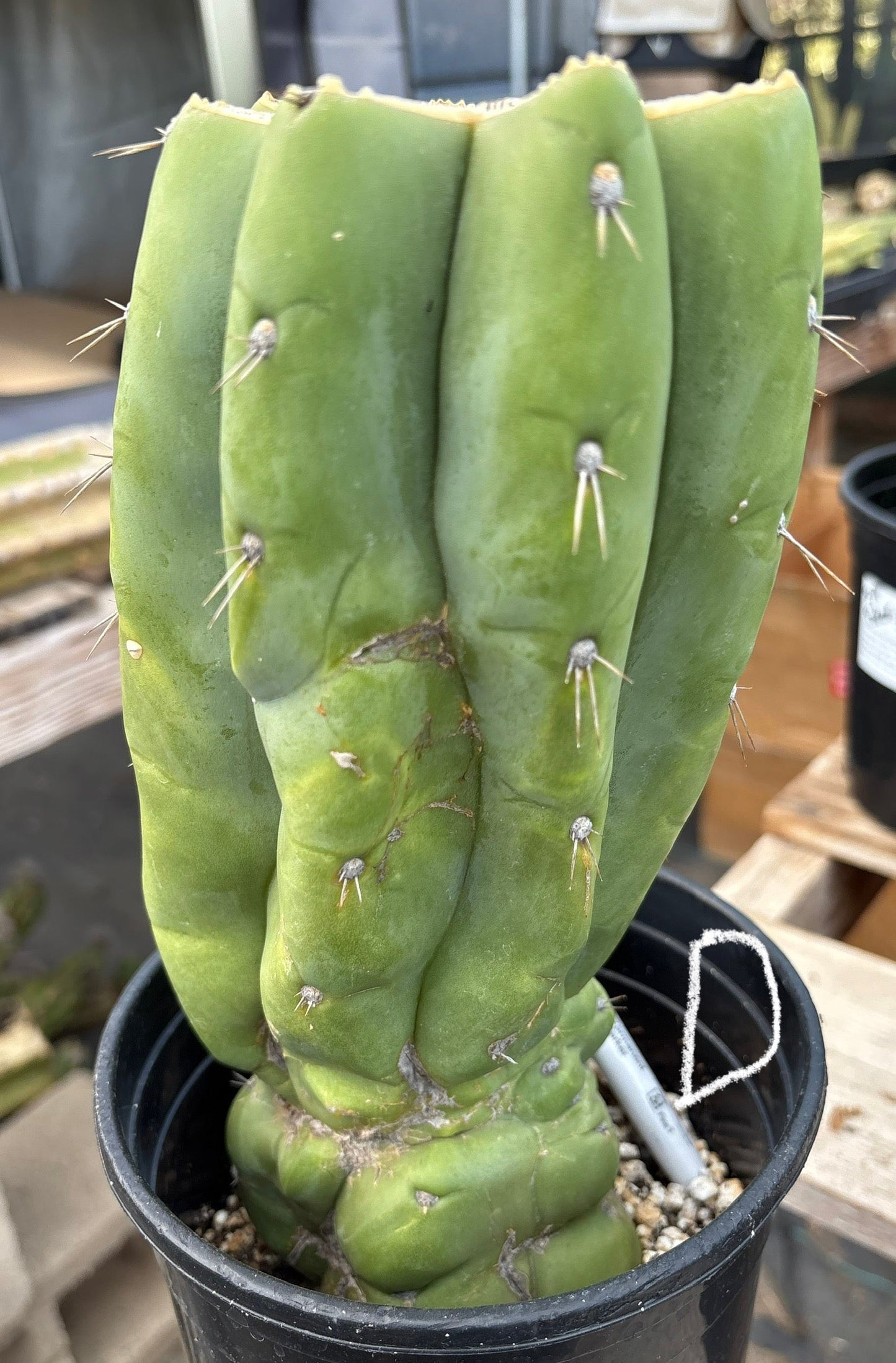 #EC296 EXACT Trichocereus Pachanoi Nuestra Bonita Cactus Potted A-D