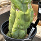 #EC296 EXACT Trichocereus Pachanoi Nuestra Bonita Cactus Potted A-D