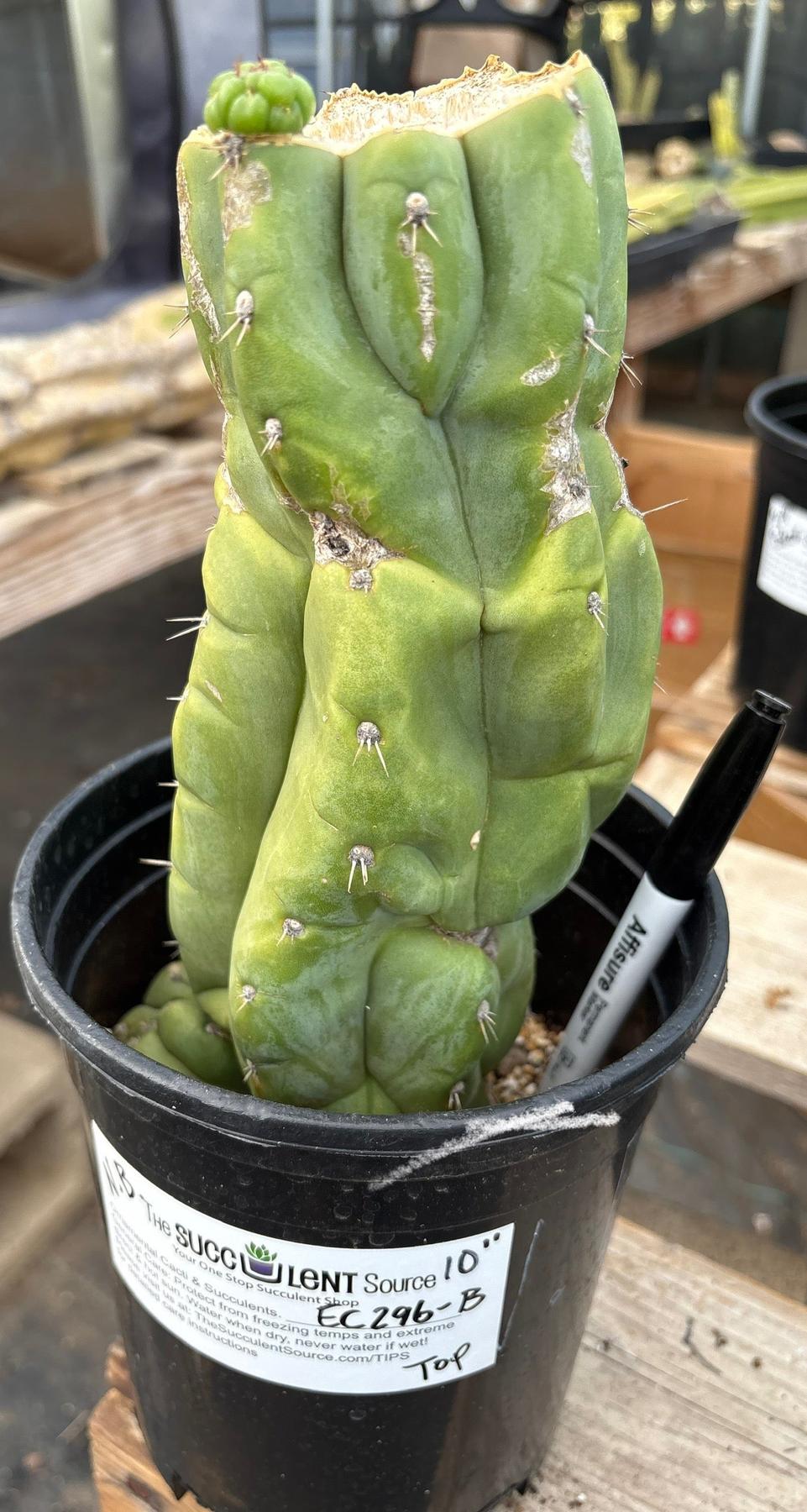 #EC296 EXACT Trichocereus Pachanoi Nuestra Bonita Cactus Potted A-D