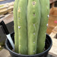 #EC296 EXACT Trichocereus Pachanoi Nuestra Bonita Cactus Potted A-D