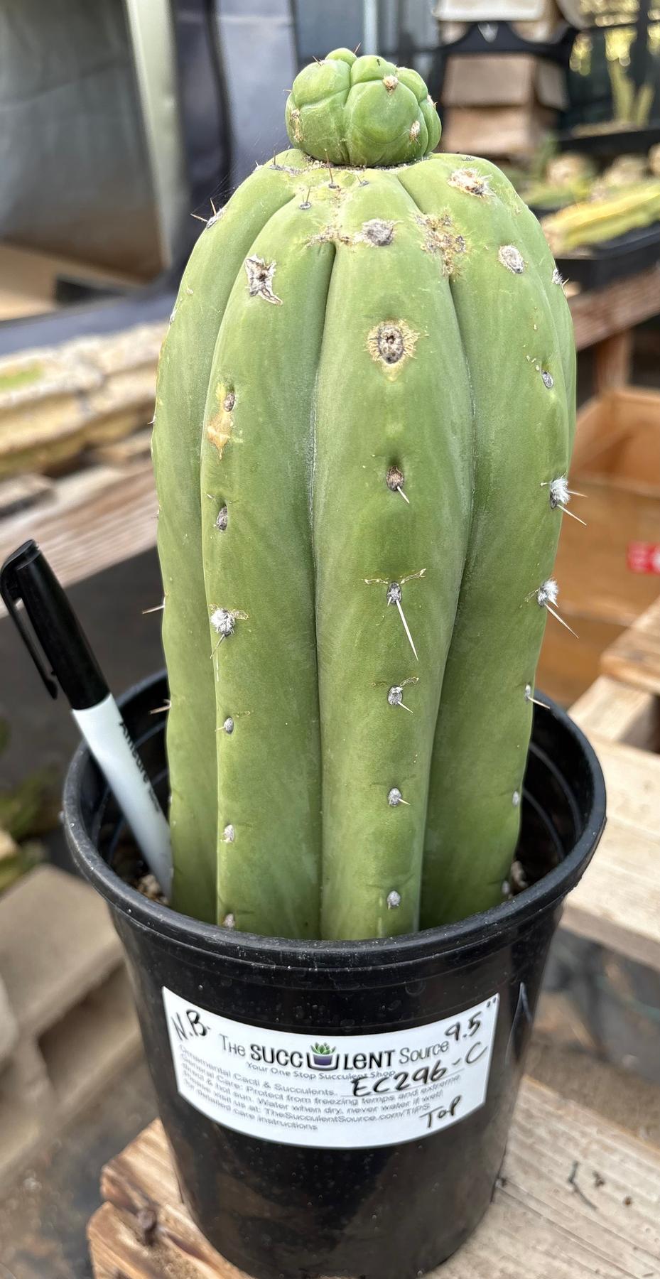 #EC296 EXACT Trichocereus Pachanoi Nuestra Bonita Cactus Potted A-D