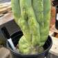 #EC296 EXACT Trichocereus Pachanoi Nuestra Bonita Cactus Potted A-D