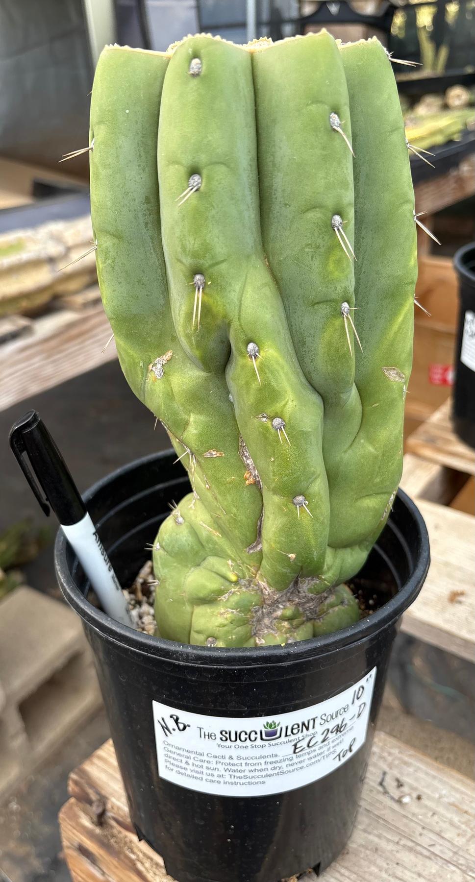 #EC296 EXACT Trichocereus Pachanoi Nuestra Bonita Cactus Potted A-D