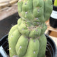 #EC296 EXACT Trichocereus Pachanoi Nuestra Bonita Cactus Potted A-D