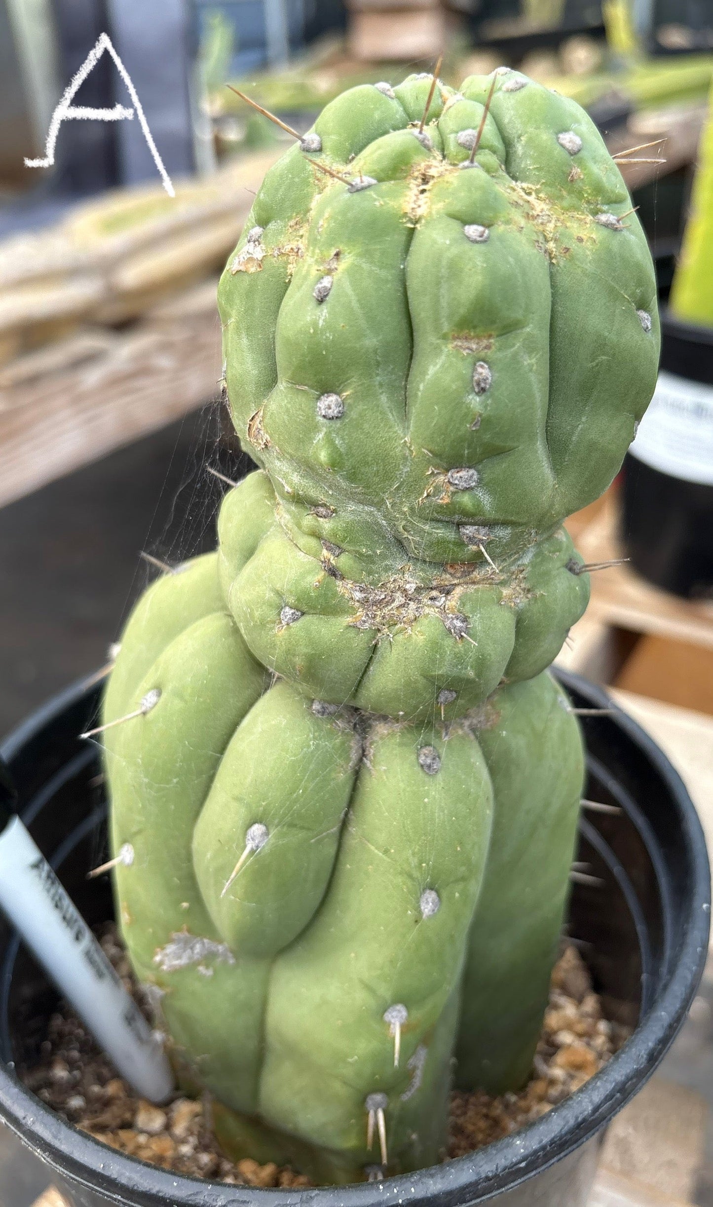 #EC296 EXACT Trichocereus Pachanoi Nuestra Bonita Cactus Potted A-D