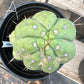 #EC296 EXACT Trichocereus Pachanoi Nuestra Bonita Cactus Potted A-D
