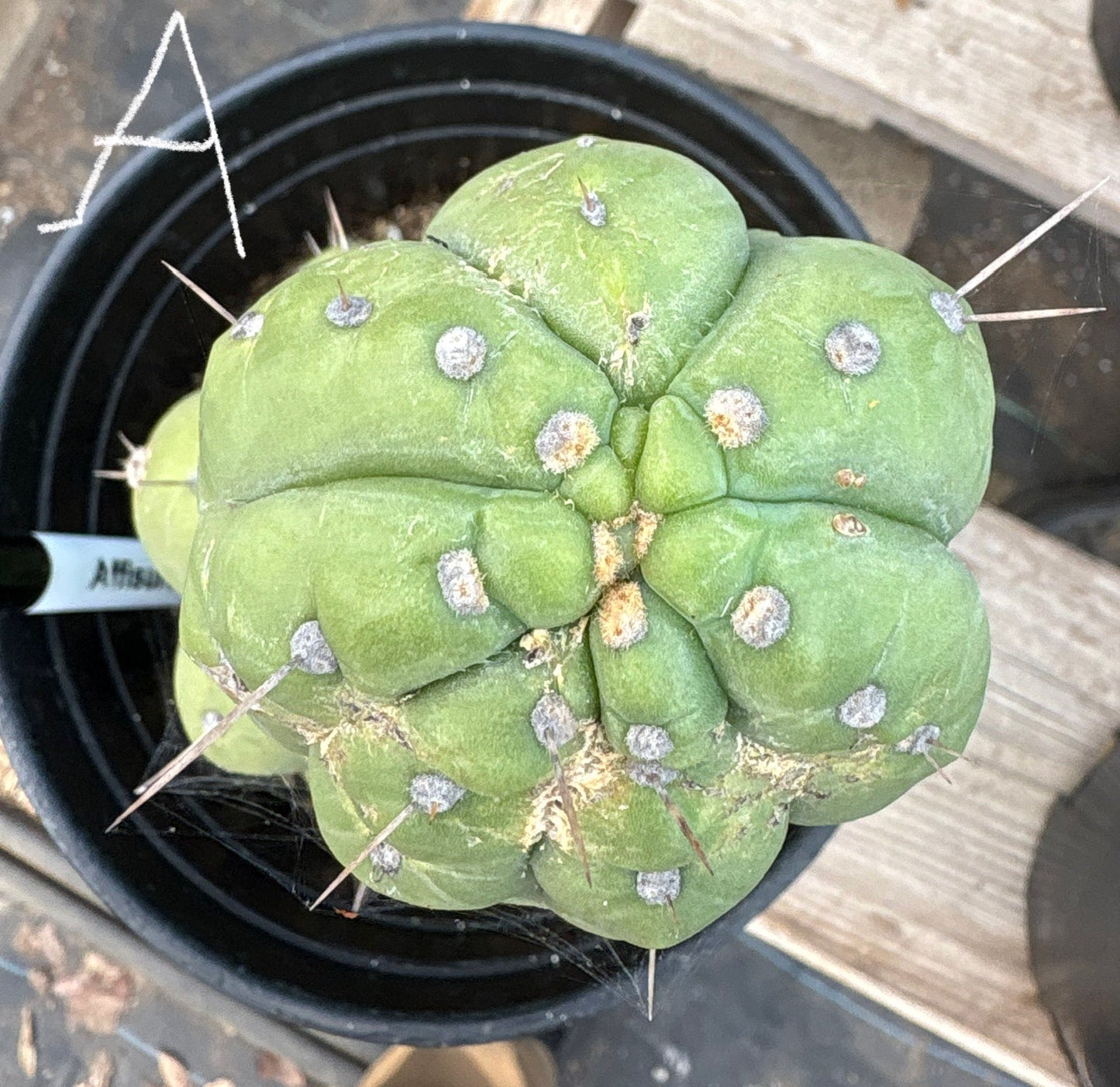 #EC296 EXACT Trichocereus Pachanoi Nuestra Bonita Cactus Potted A-D