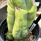 #EC296 EXACT Trichocereus Pachanoi Nuestra Bonita Cactus Potted A-D