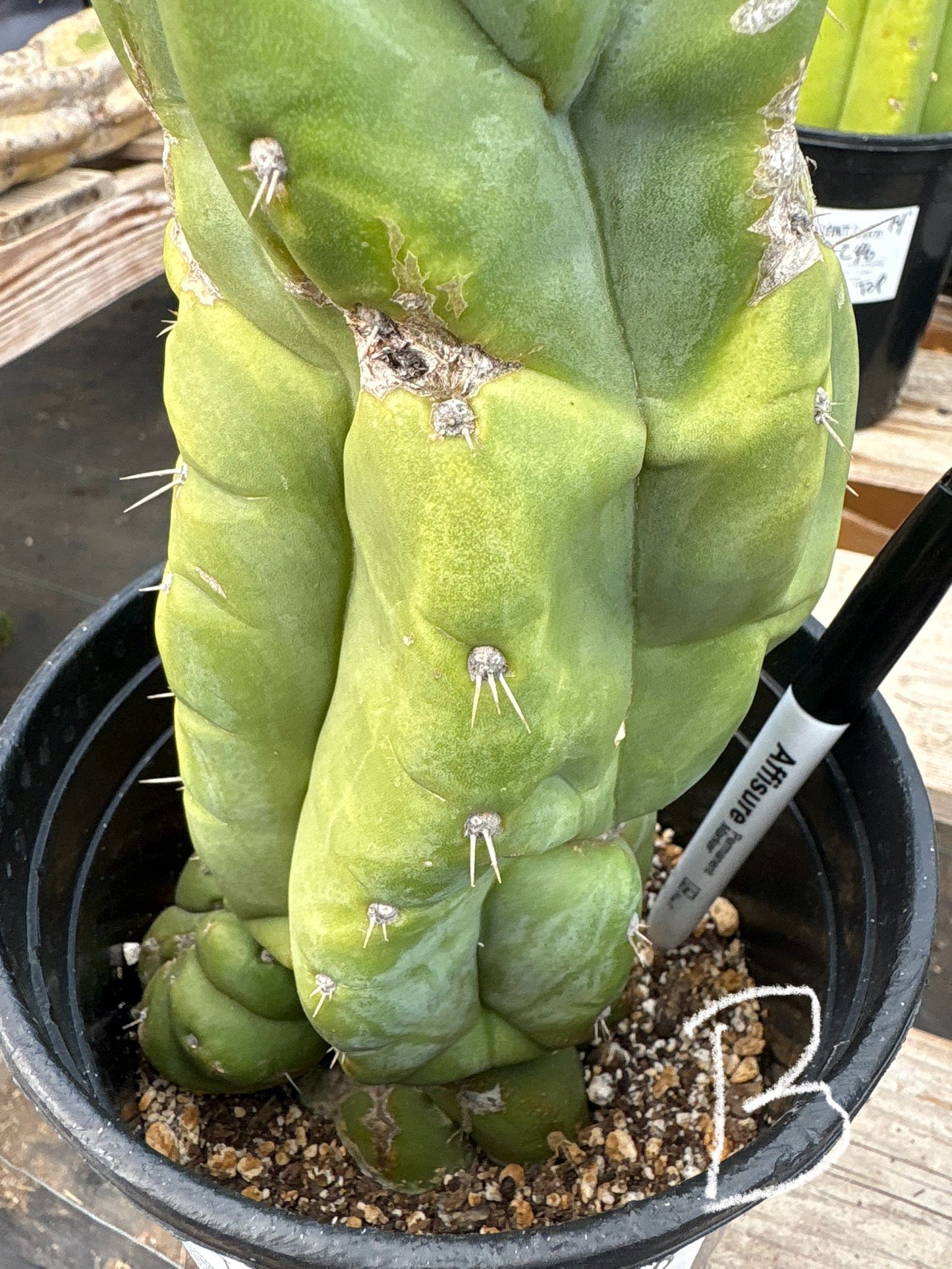 #EC296 EXACT Trichocereus Pachanoi Nuestra Bonita Cactus Potted A-D