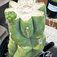 #EC296 EXACT Trichocereus Pachanoi Nuestra Bonita Cactus Potted A-D