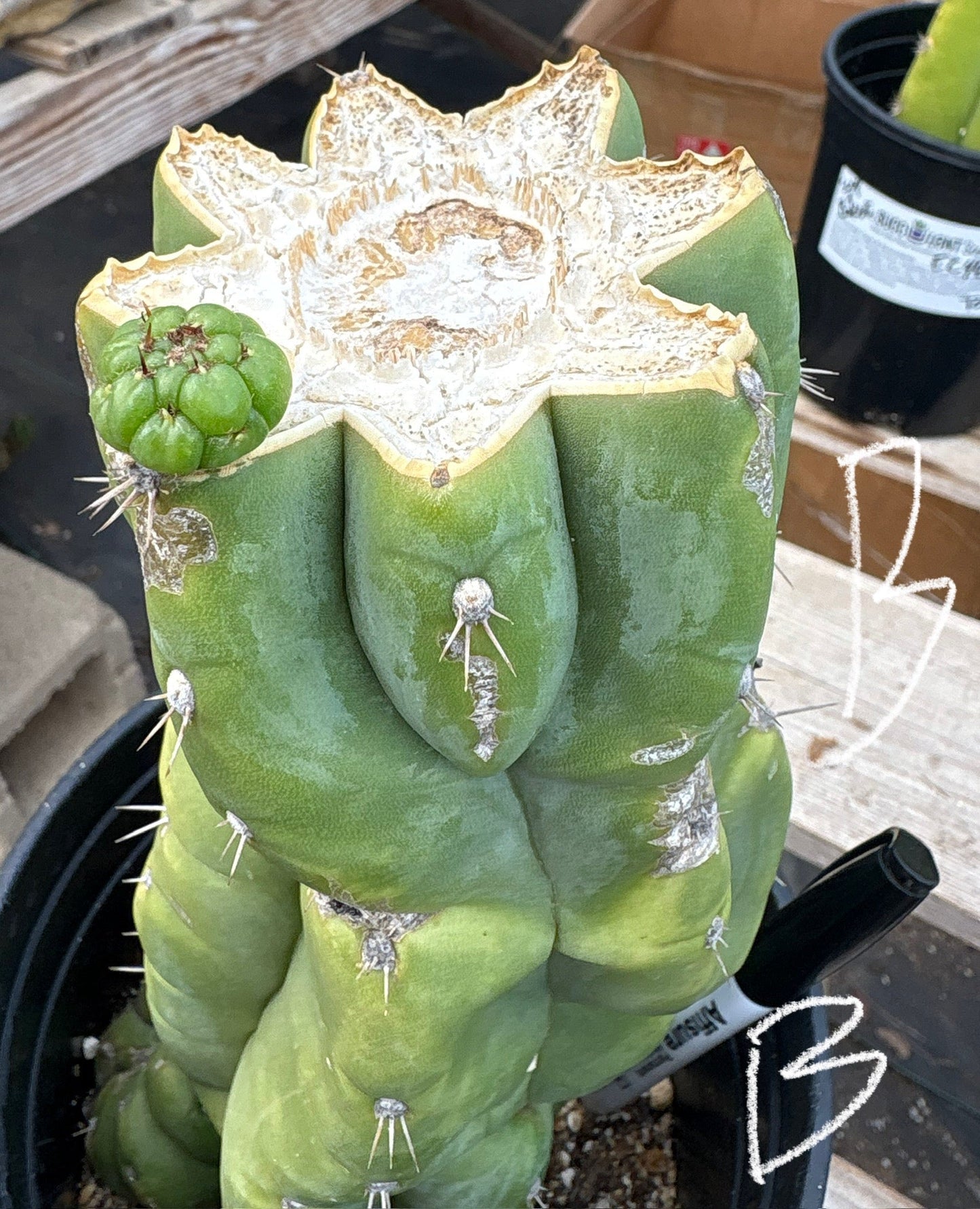 #EC296 EXACT Trichocereus Pachanoi Nuestra Bonita Cactus Potted A-D