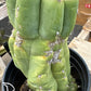#EC296 EXACT Trichocereus Pachanoi Nuestra Bonita Cactus Potted A-D