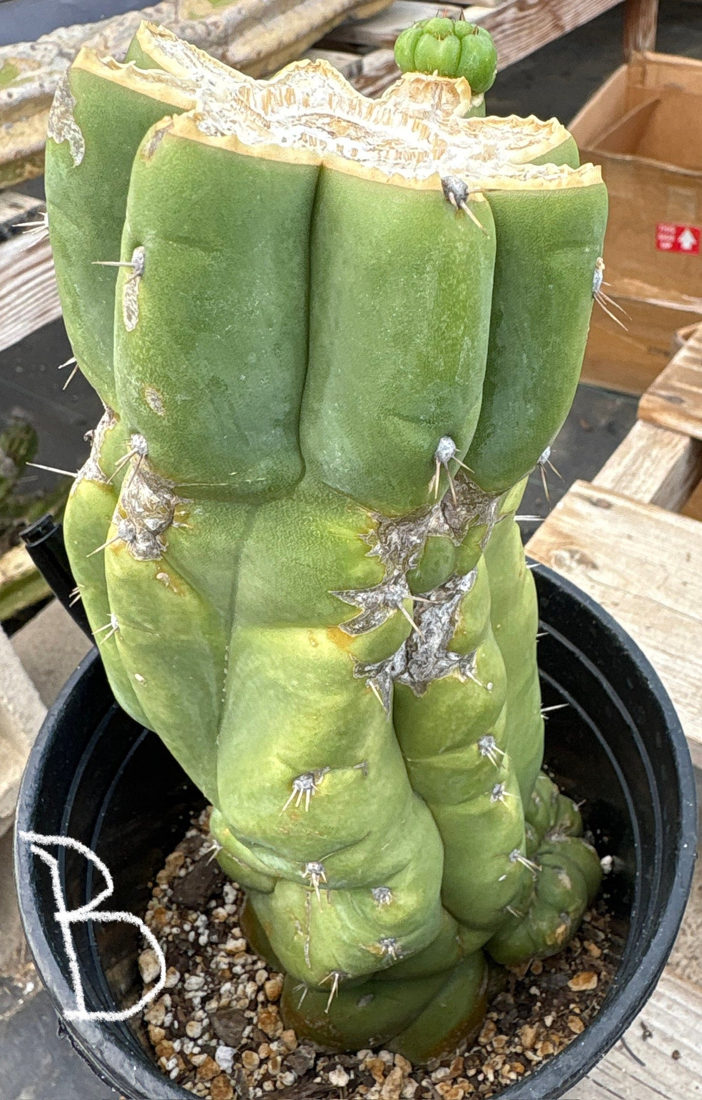 #EC296 EXACT Trichocereus Pachanoi Nuestra Bonita Cactus Potted A-D