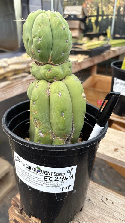 #EC296 EXACT Trichocereus Pachanoi Nuestra Bonita Cactus Potted A-D