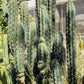 #EC30 EXACT Trichocereus Chalaensis Cactus Cutting 7-12"