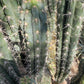 #EC30 EXACT Trichocereus Chalaensis Cactus Cutting 7-12"