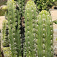 #EC30 EXACT Trichocereus Chalaensis Cactus Cutting 7-12"