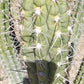 #EC30 EXACT Trichocereus Chalaensis Cactus Cutting 7-12"
