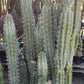 #EC30 EXACT Trichocereus Chalaensis Cactus Cutting 7-12"