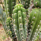 #EC30 EXACT Trichocereus Chalaensis Cactus Cutting 7-12"