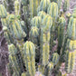 #EC309 EXACT Trichocereus Bridgesii Jiimz Pigeon Cactus, esqueje de aprox. 12”