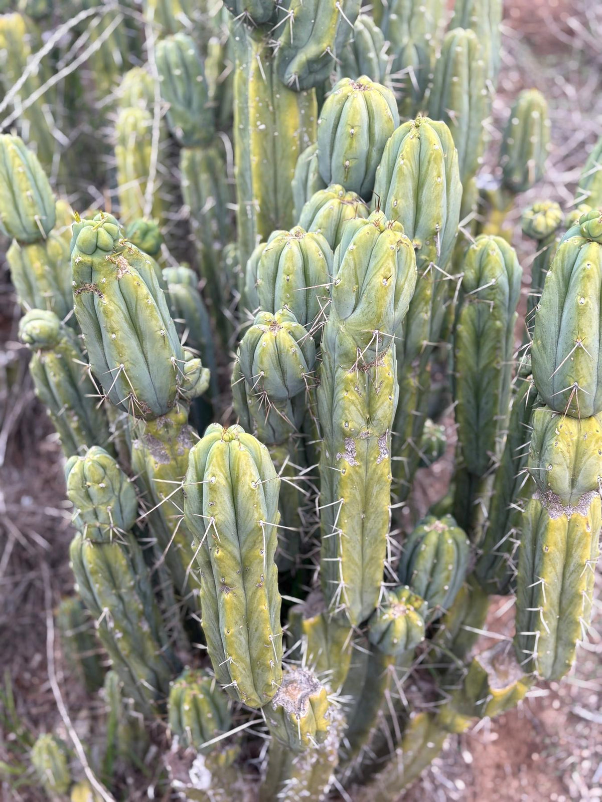 #EC309 EXACT Trichocereus Bridgesii Jiimz Pigeon Cactus, esqueje de aprox. 12”