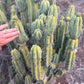 #EC309 EXACT Trichocereus Bridgesii Jiimz Pigeon Cactus, esqueje de aprox. 12”