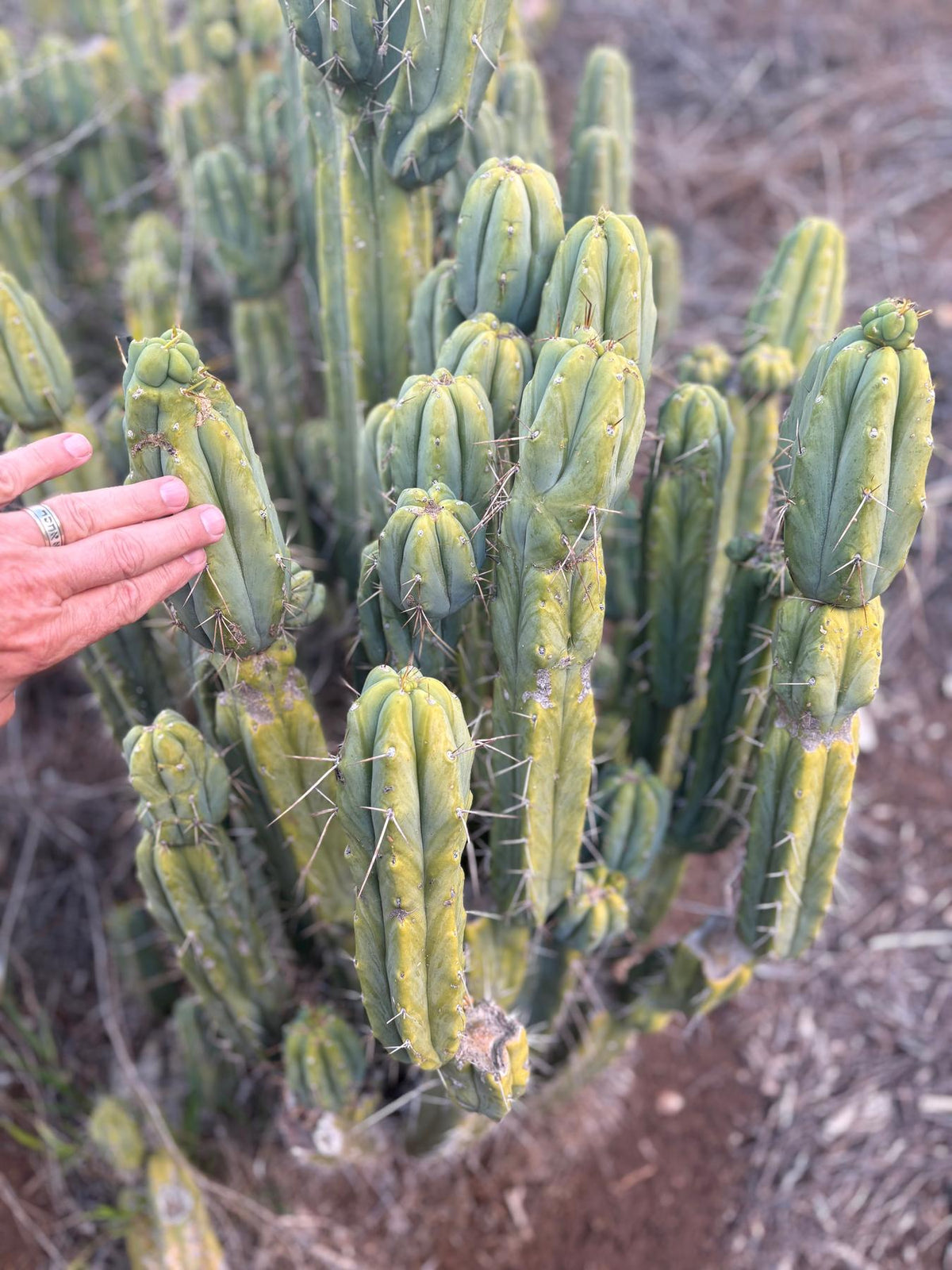 #EC309 EXACT Trichocereus Bridgesii Jiimz Pigeon Cactus, esqueje de aprox. 12”