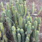#EC309 EXACT Trichocereus Bridgesii Jiimz Pigeon Cactus, esqueje de aprox. 12”