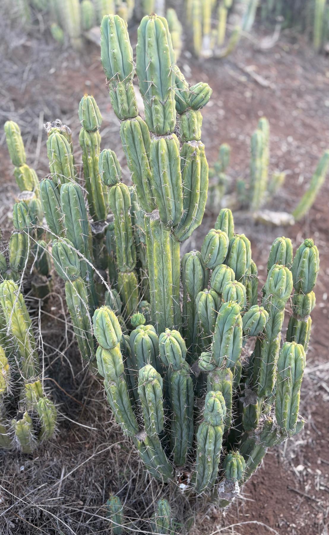 #EC309 EXACT Trichocereus Bridgesii Jiimz Pigeon Cactus, esqueje de aprox. 12”