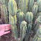 #EC309 EXACT Trichocereus Bridgesii Jiimz Pigeon Cactus, esqueje de aprox. 12”