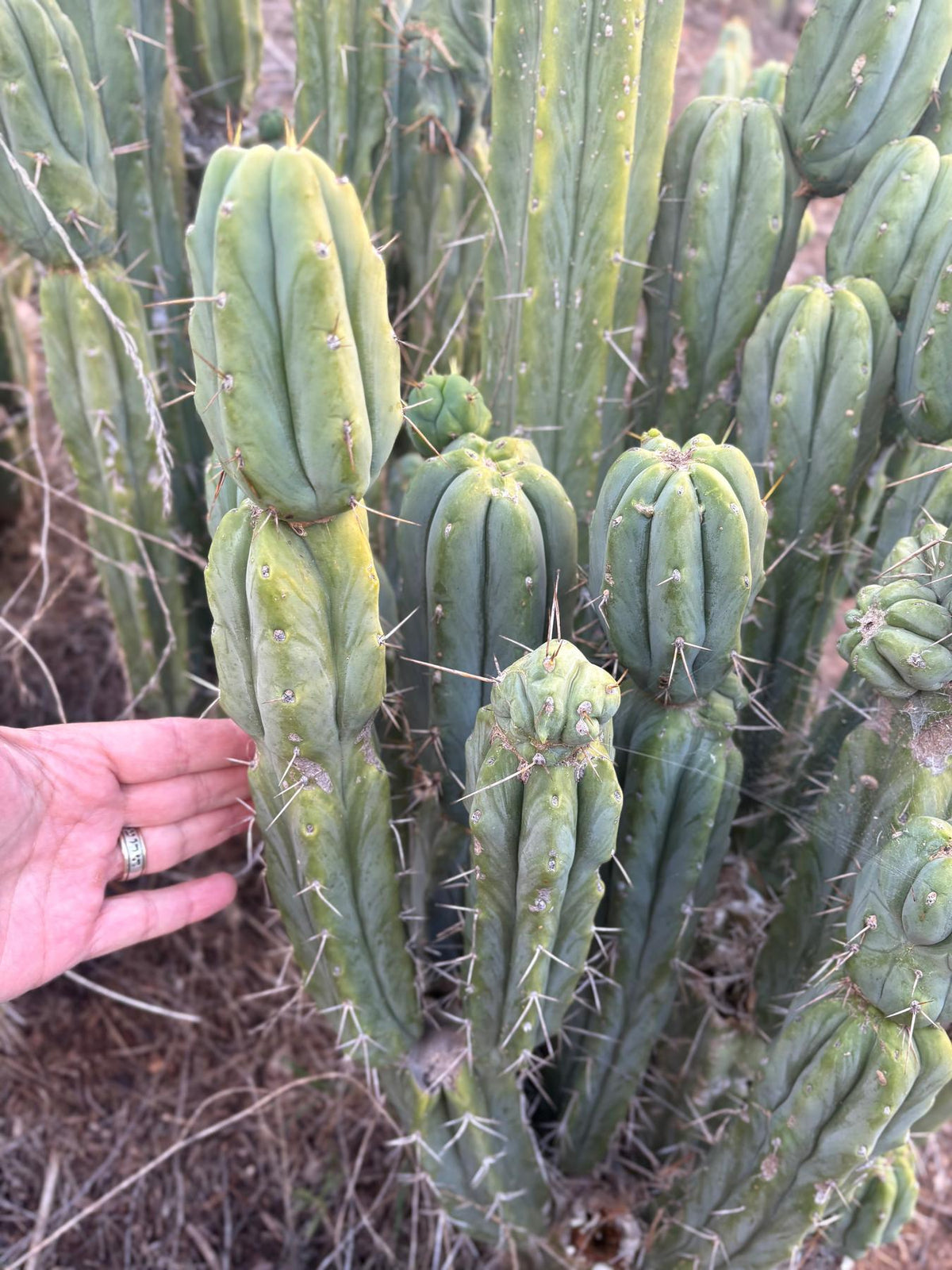 #EC309 EXACT Trichocereus Bridgesii Jiimz Pigeon Cactus, esqueje de aprox. 12”