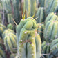 #EC309 EXACT Trichocereus Bridgesii Jiimz Pigeon Cactus, esqueje de aprox. 12”