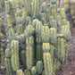 #EC309 EXACT Trichocereus Bridgesii Jiimz Pigeon Cactus, esqueje de aprox. 12”