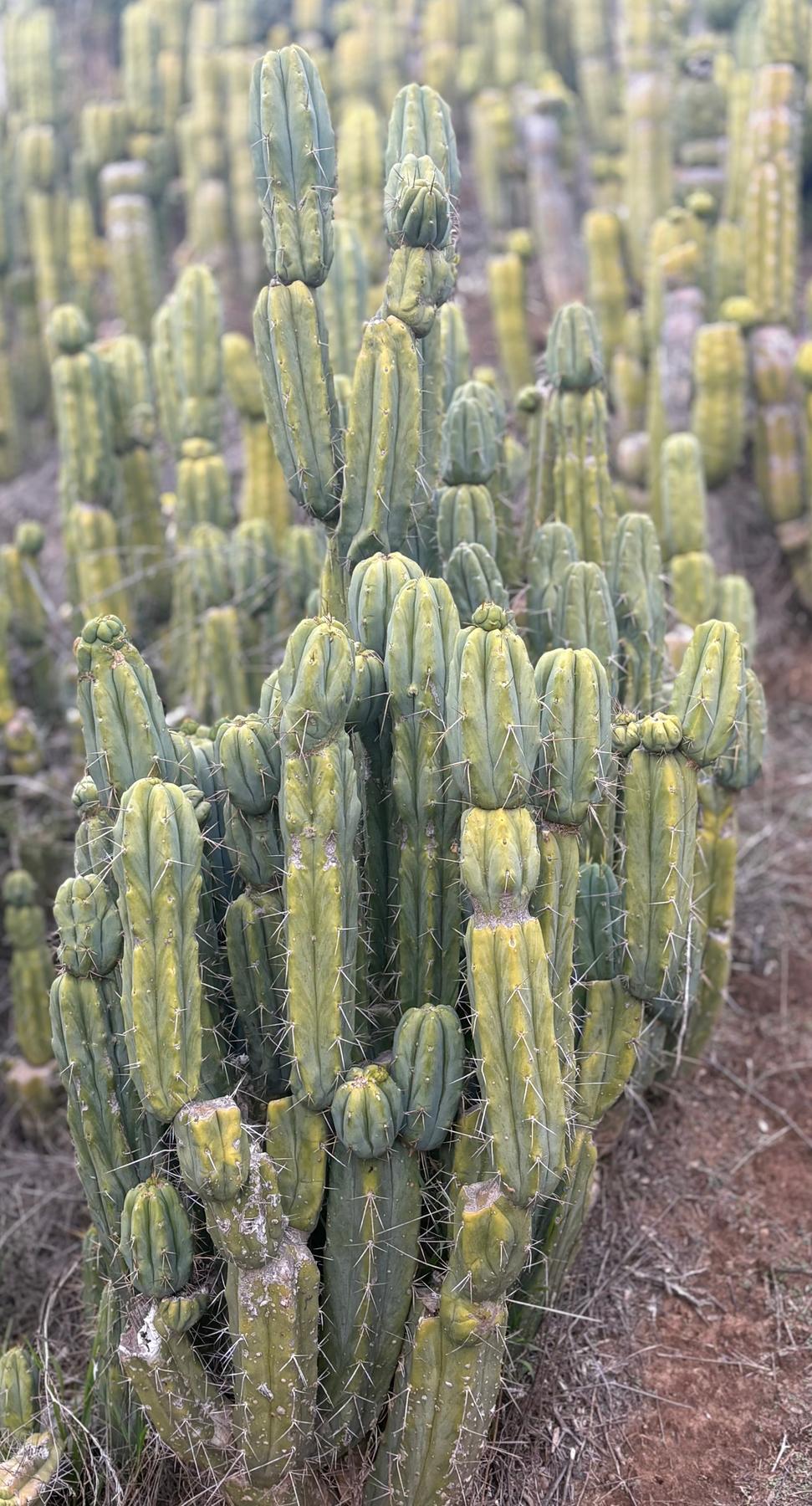 #EC309 EXACT Trichocereus Bridgesii Jiimz Pigeon Cactus, esqueje de aprox. 12”