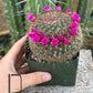 #EC311 Blaise’s EXACT Cactus Specimens