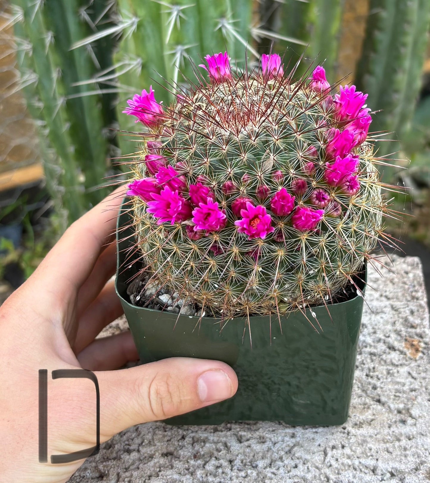 #EC311 Blaise’s EXACT Cactus Specimens