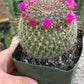 #EC311 Blaise’s EXACT Cactus Specimens