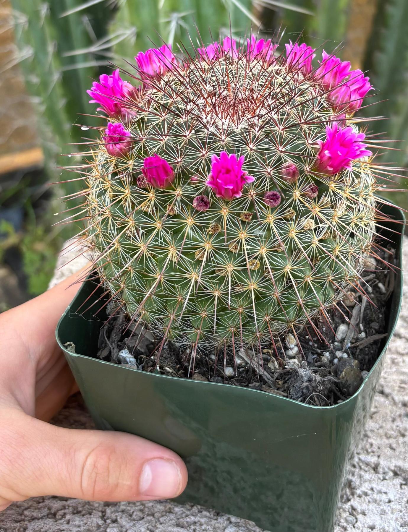 #EC311 Blaise’s EXACT Cactus Specimens