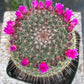 #EC311 Blaise’s EXACT Cactus Specimens