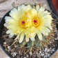 #EC311 Blaise’s EXACT Cactus Specimens