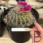 #EC311 Blaise’s EXACT Cactus Specimens