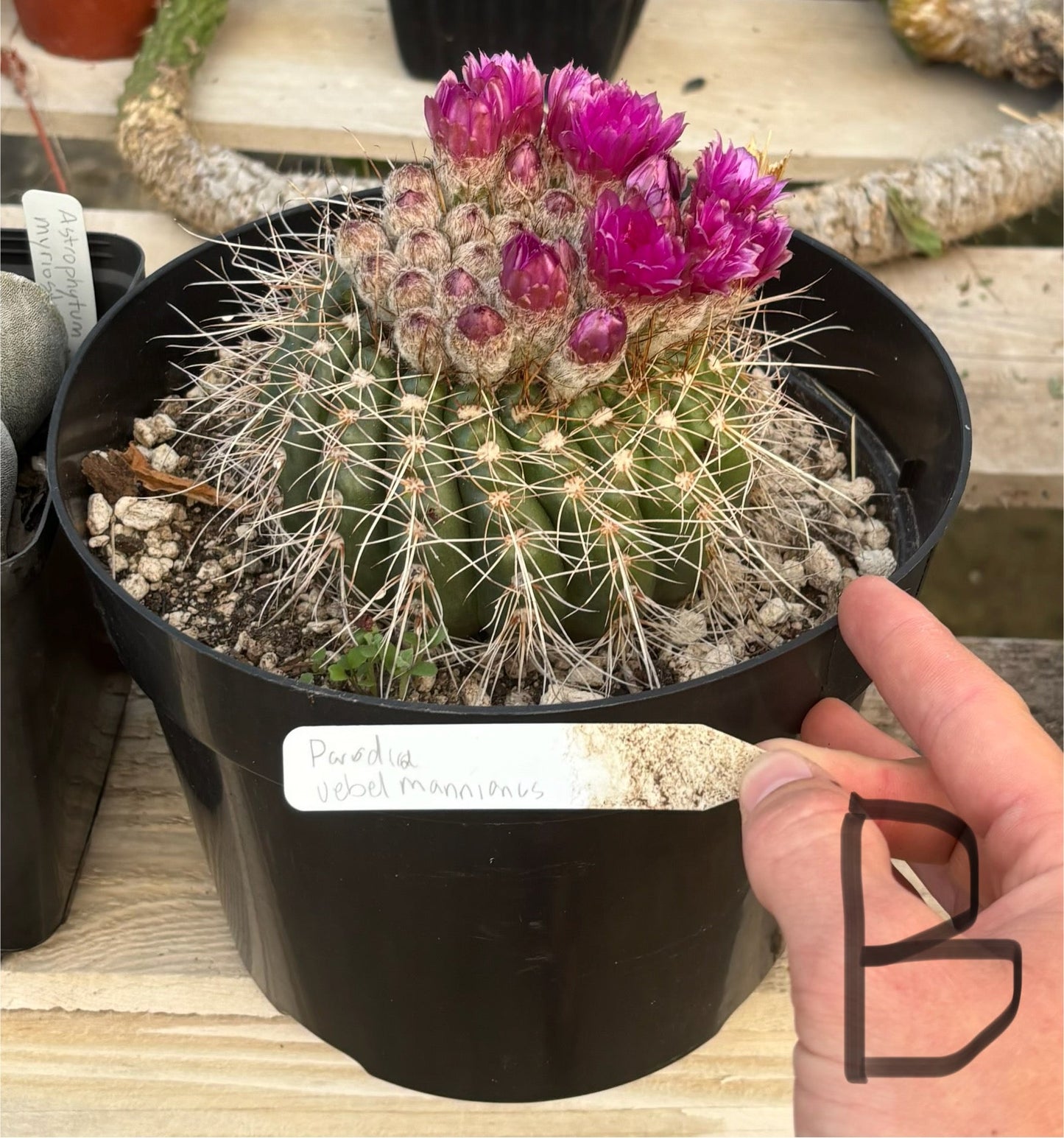 #EC311 Blaise’s EXACT Cactus Specimens