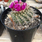 #EC311 Blaise’s EXACT Cactus Specimens
