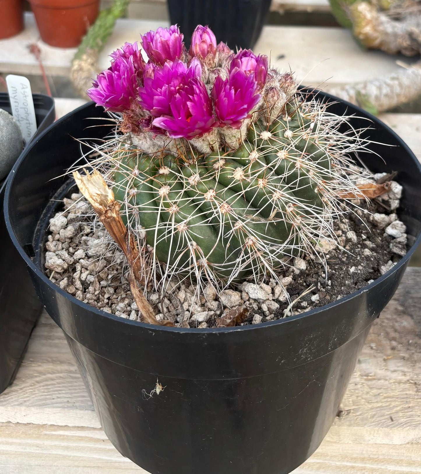#EC311 Blaise’s EXACT Cactus Specimens