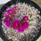 #EC311 Blaise’s EXACT Cactus Specimens