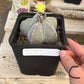 #EC311 Blaise’s EXACT Cactus Specimens