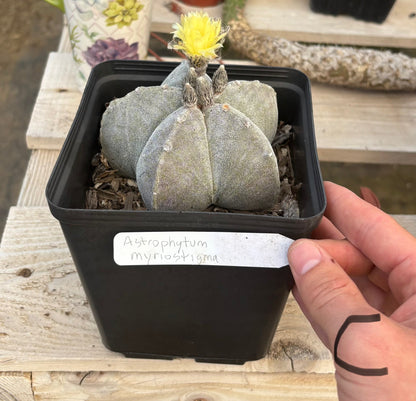 #EC311 Blaise’s EXACT Cactus Specimens